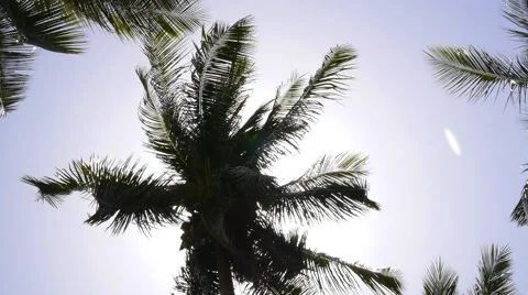 Sun Rays through Coconut Palm Tree. Slow Motion. 動画素材 41135953