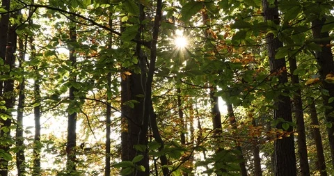 Sun rays through colorful forest leaves 스톡 동영상 97850132
