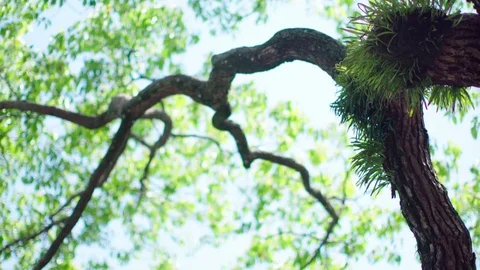 Sun rays through deep forest trees Video stock 75678000