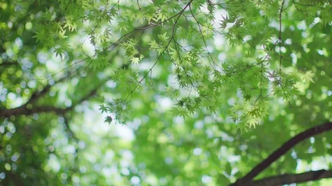 Sun rays through deep forest trees Stock Footage 75715911