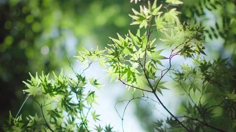 Sun rays through deep forest trees Stock Footage 75715919