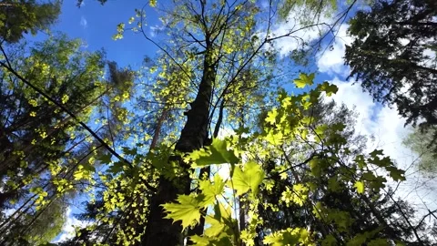 The sun rays through the delicate spring leaves. Slowmotion Stock Footage 338127843