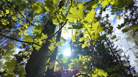 The sun rays through the delicate spring leaves. Slowmotion Stock Footage 338127861
