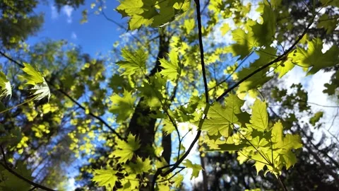 The sun rays through the delicate spring leaves. Slowmotion Stock Footage 338127866