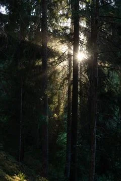 Sun Rays Through Dense Evergreen Forest at Golden Hour Stock Photos