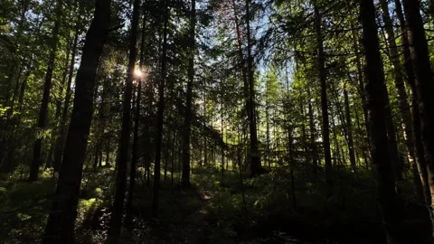 Sun Rays Through Dense Green Forest Atmosphere Stock Footage 317629259