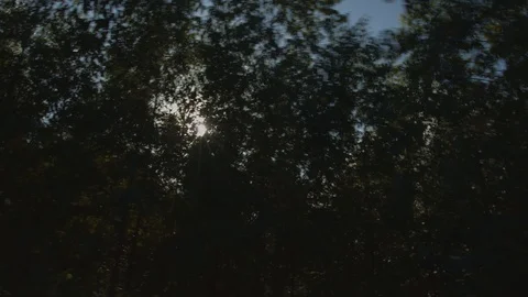 Sun rays through eucalyptus plantation Stock Footage 127544272