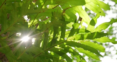 Sun rays through fern leaves in the forest. Stock Footage 281059626