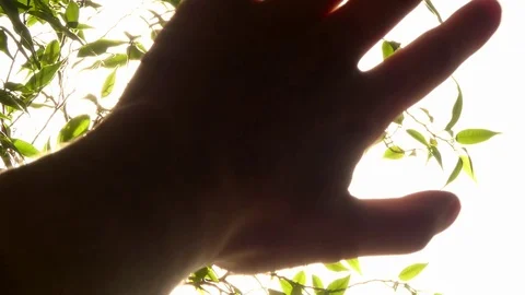 Sun rays through fingers palm 스톡 동영상 70240360
