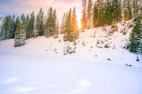 Sun rays through fir forest in winter Stock Photos