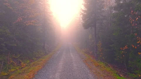 Sun Rays Through Foggy Forest Road in Norway — Aerial Cinematic View Stock Footage 320114065