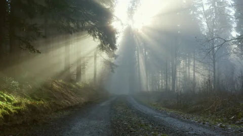 Sun rays through foggy forest road Stock Footage 323867257