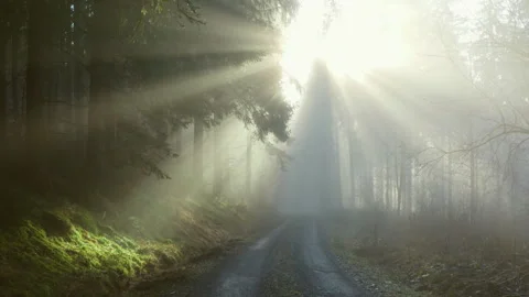 Sun rays through foggy forest road Stock Footage 323868591