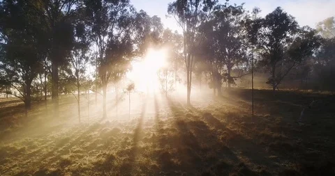 Sun Rays through Foggy Trees Video stock 95765461