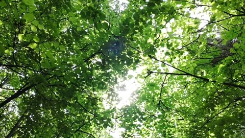 Sun rays through the foliage of trees. Beautiful spring day. Stock Footage 264120421