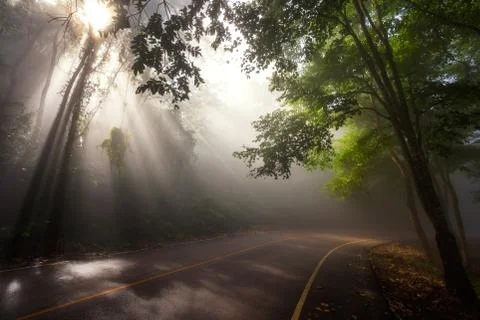 Sun rays through forest and street Stock Photos