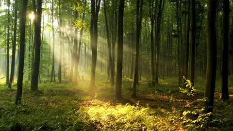 Sun rays through the forest Stock Footage 140806994