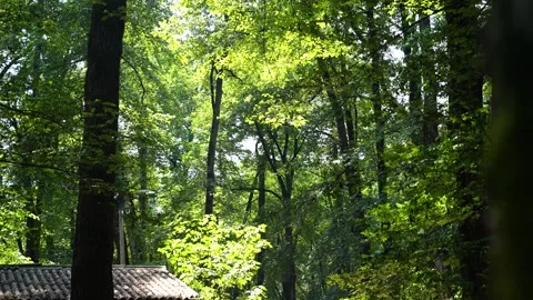 Sun rays through the forest Stock Footage 313829261