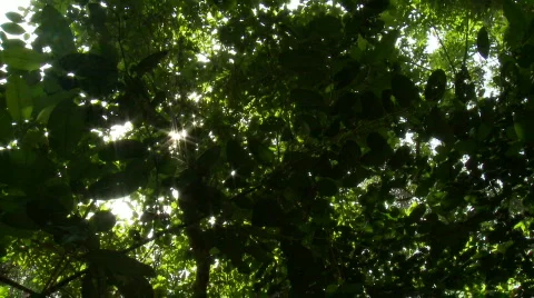 Sun rays through forest leaves Video stock 524640