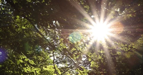 Sun rays through forest leaves Vídeos de archivo 95862245