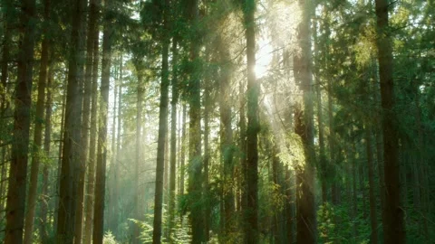 Sun rays through the forest, meditative forest Stock Footage 316804393