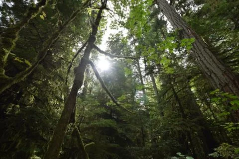 Sun Rays through Forest Stock Photos