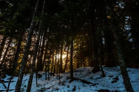 Sun rays through the forest Stock Photos