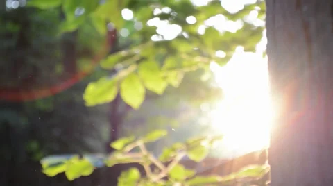 Sun Rays Through Forest Tree Stock Footage 39449727