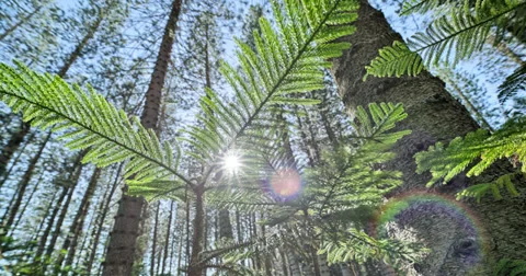 Sun rays through forest trees tracking, rack focus shot, HDR Time Lapse 4k UHD Vidéo 32864271