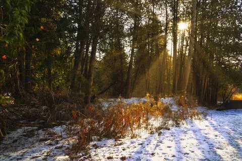 Sun rays through the forest in a winter morning Stock Photos