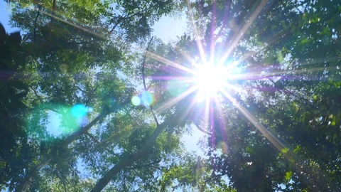 Sun Rays Through Fresh Green Leaves In A Forest Stock Footage 101245345