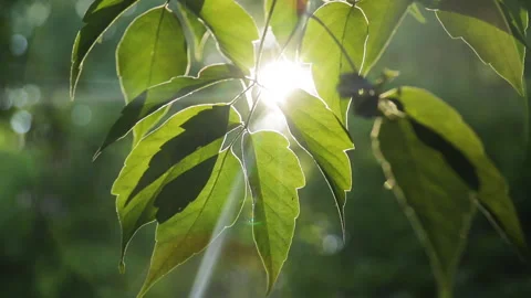 Sun rays through fresh green leaves in morning, close up Stock Footage 169285155