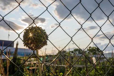 Sun rays through a garlic flower seen through a metal wire fence Stock Photos