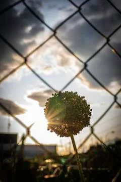 Sun rays through a garlic flower seen through a metal wire fence Stock Photos