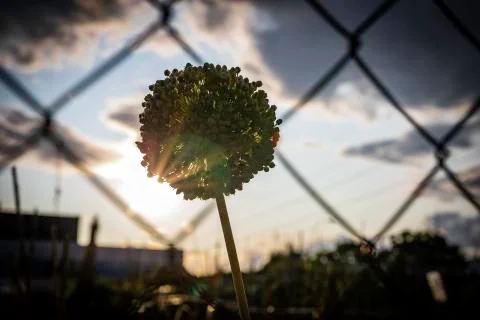 Sun rays through a garlic flower seen through a metal wire fence Stock Photos