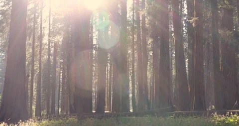Sun Rays Through Giant Sequoias Stock Footage 119403370