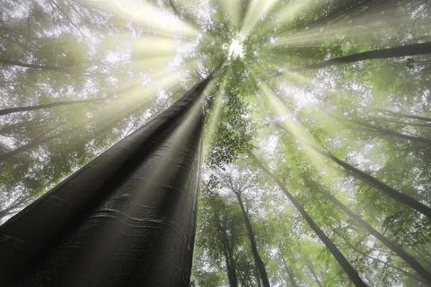 Sun Rays Through Green Forest Canopy Stock Photos