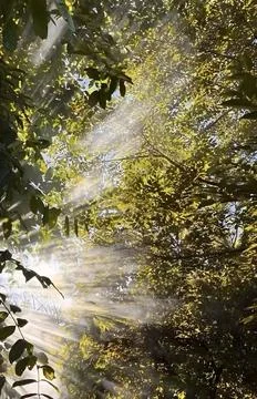 Sun Rays Through Green Forest Trees and Leaves Stock-Fotos