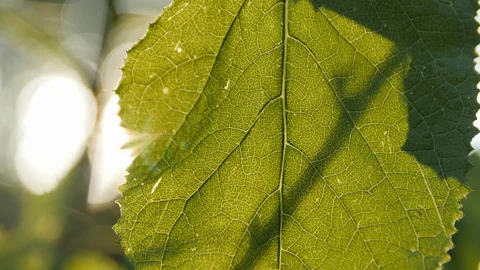 Sun  Rays Through the Green Leaf Stock Footage 89738635