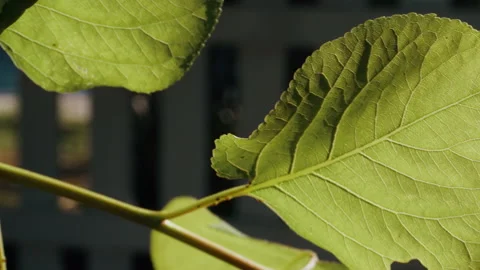 Sun Rays Through the Green Leaf Stock Footage 154738925