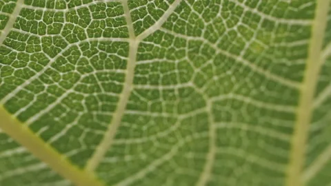 Sun Rays Through the Green Leaf 動画素材 154738956