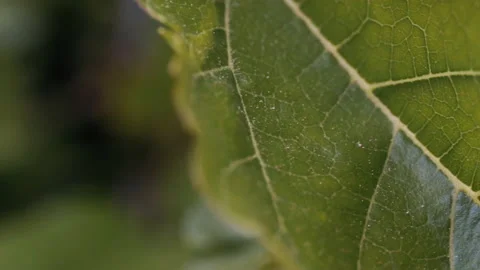 Sun Rays Through the Green Leaf Stock Footage 154739018