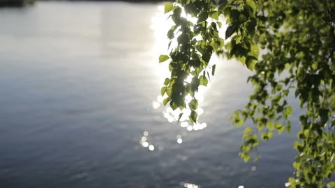 Sun Rays Through Green Leaves On Sunny Day Stock Footage 104298262