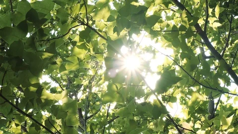 Sun rays through the green leaves of trees. Stock Footage