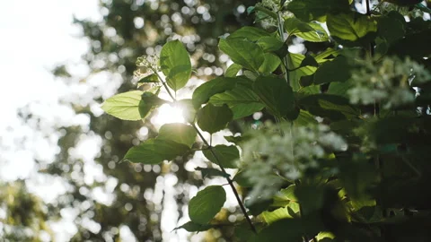 Sun rays through green leaves Stock Footage 219011441
