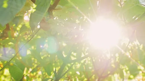 Sun rays through green leaves Stock Footage 273007804