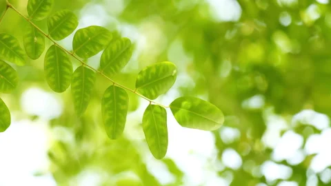 Sun rays through the green leaves of trees. Stockbeeldmateriaal 331297001