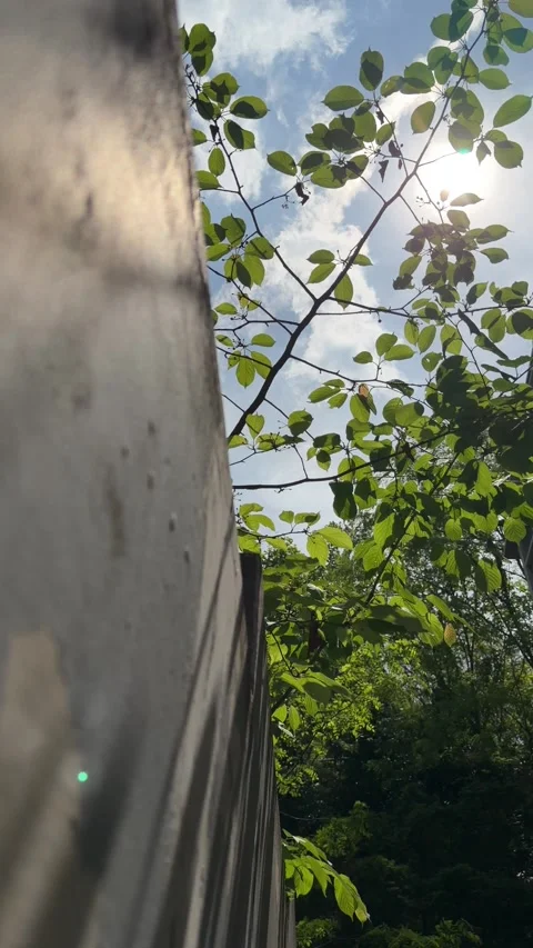 Sun Rays Through Green Leaves Above a Gray Concrete Wall Stock Footage 340203154