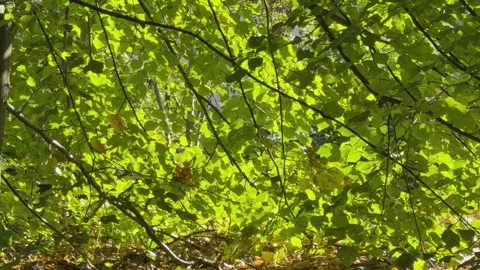 Sun Rays Through Green Leaves, Concept of Hope and Renewal Stock Footage 348211703