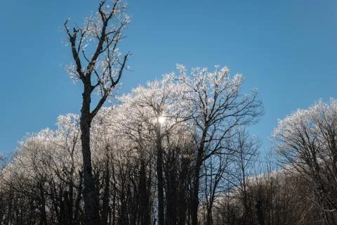 Sun Rays Through the Icy Covered Trees in Winter After a Snow Storm Stock Photos